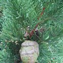 Cupressus arizonica fruit